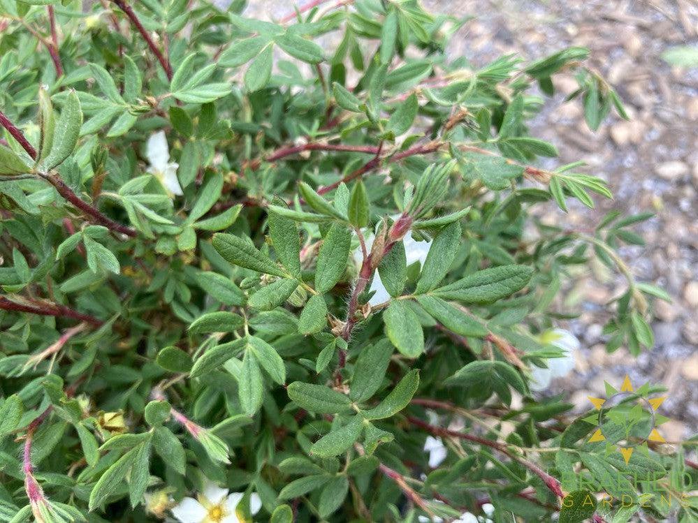 Happy Face® White Potentilla