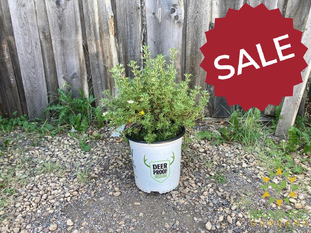 Happy Face® P. Paradise Potentilla