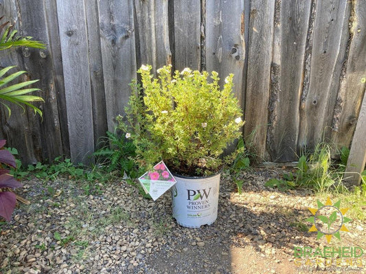 Happy Face® P. Paradise Potentilla