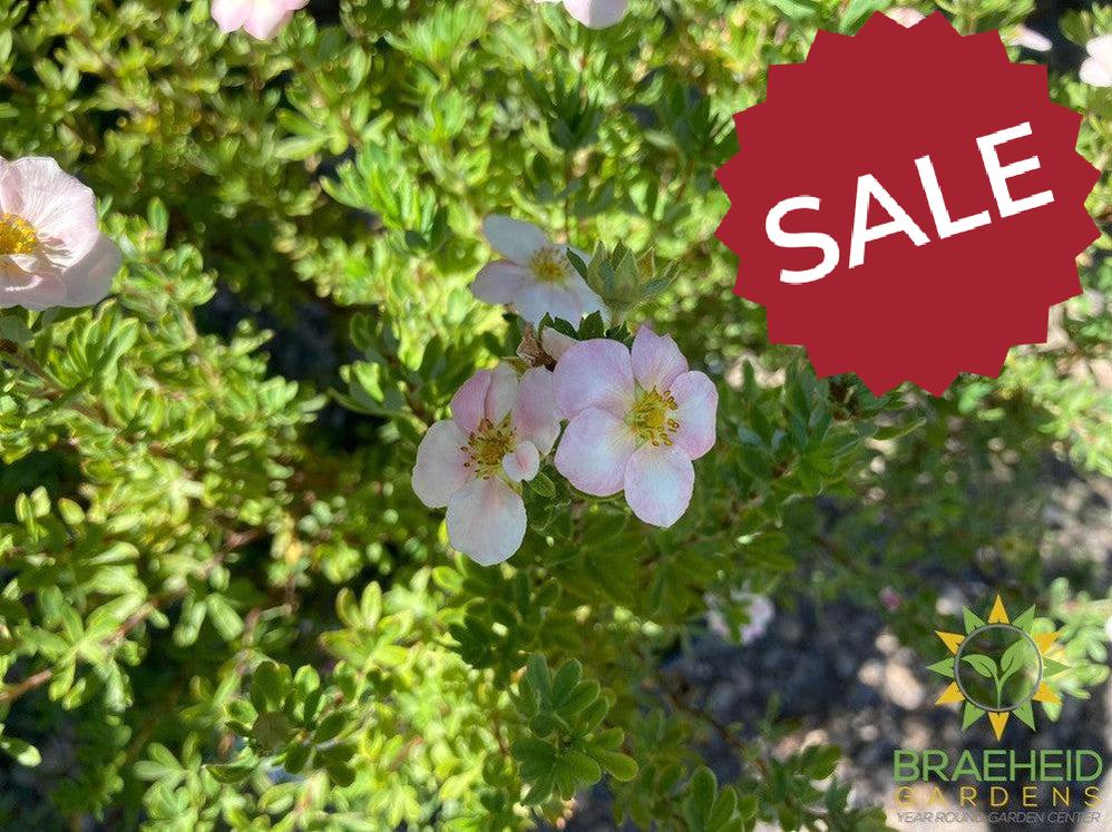 Happy Face® P. Paradise Potentilla