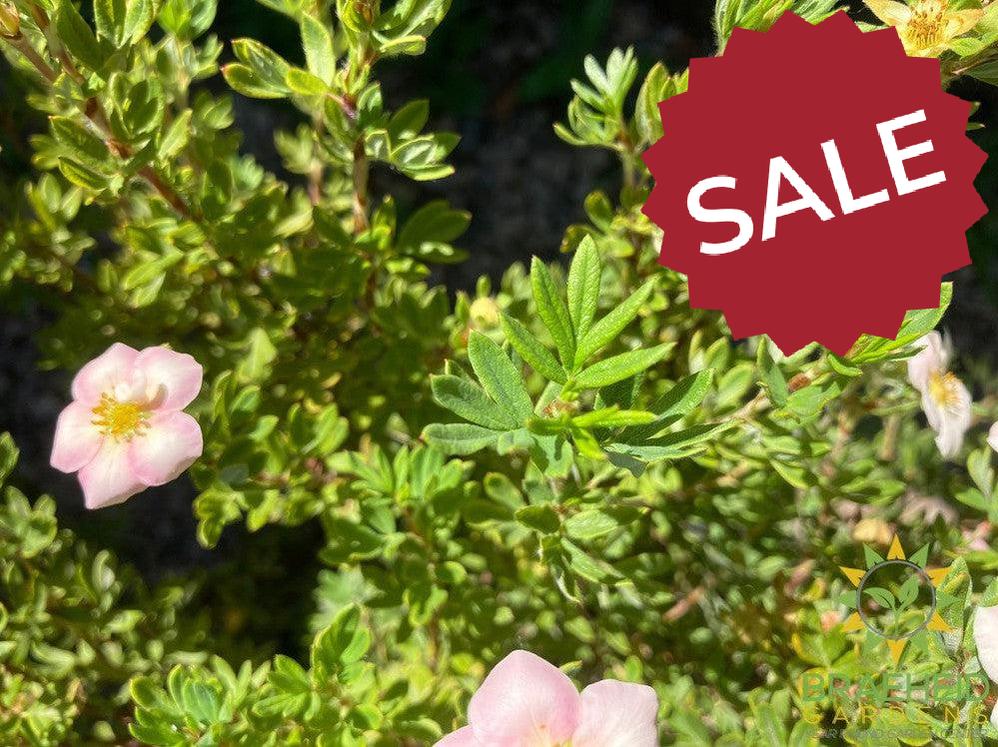 Happy Face® P. Paradise Potentilla
