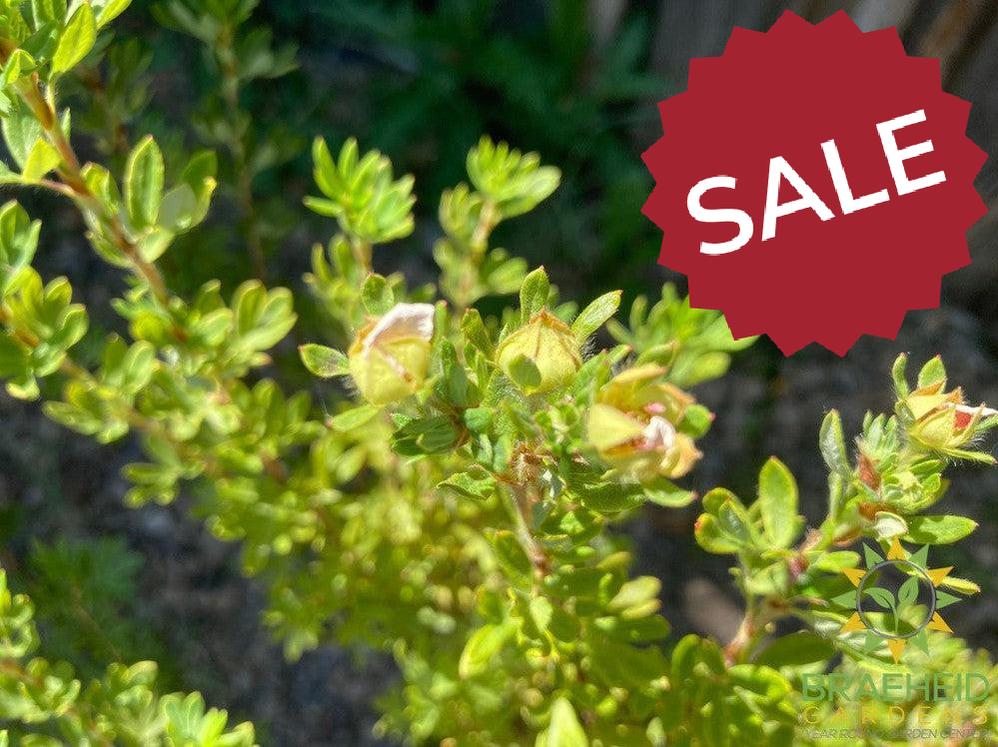 Happy Face® P. Paradise Potentilla
