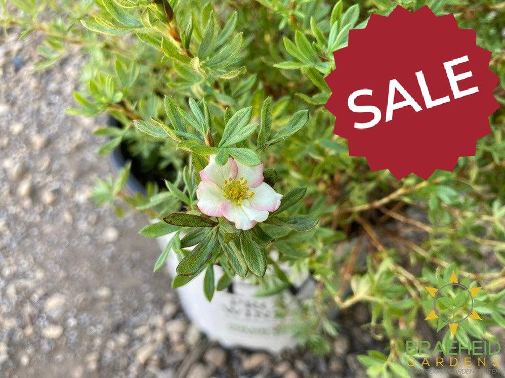 Happy Face® P. Paradise Potentilla