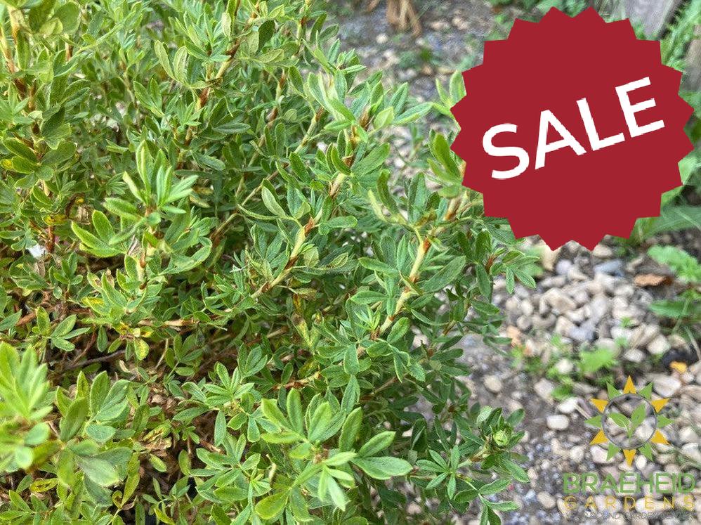 Happy Face® P. Paradise Potentilla
