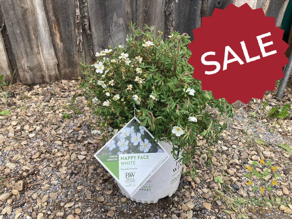 Happy Face® White Potentilla