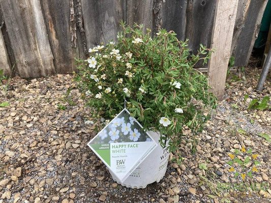 Happy Face® White Potentilla