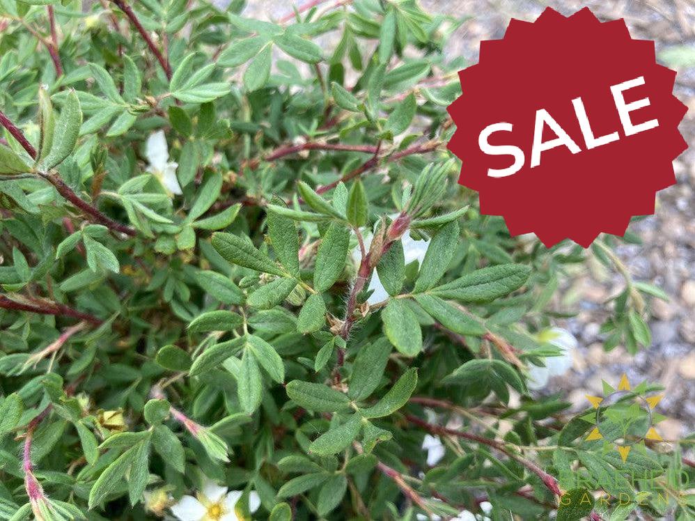 Happy Face® White Potentilla