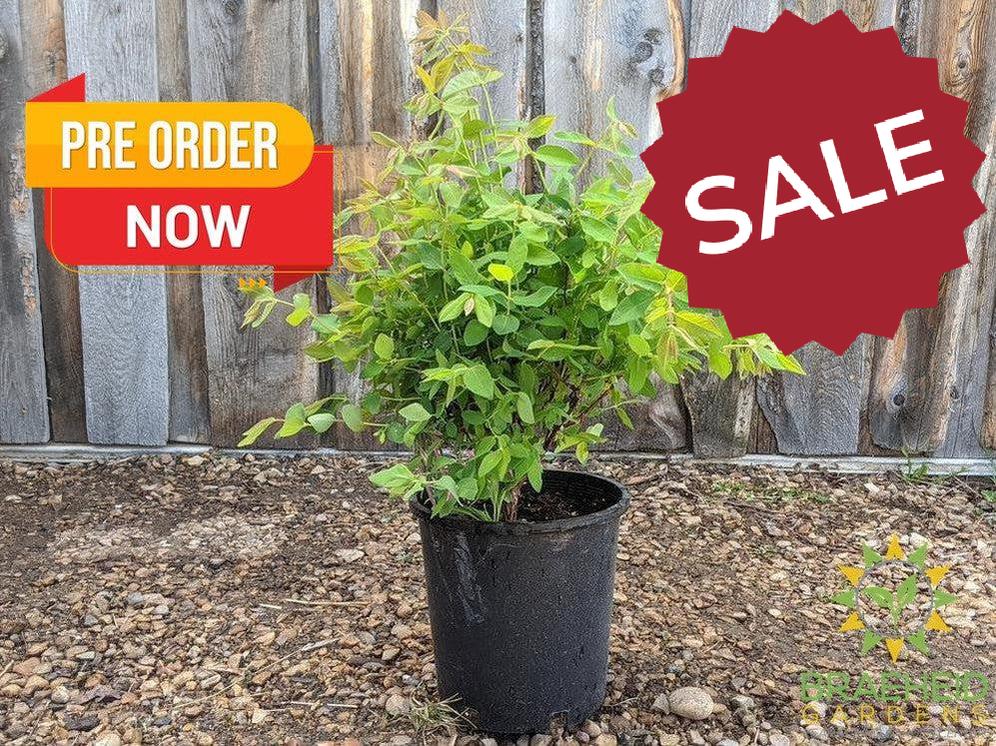 Buy Haskap Pollinating Bundle an in Grande Prairie Alberta - Braeheid Gardens Ltd.