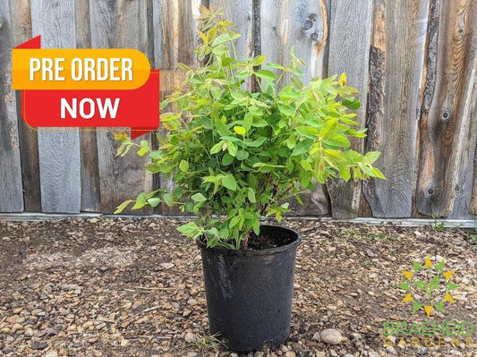 Buy Haskap Pollinating Bundle an in Grande Prairie Alberta - Braeheid Gardens Ltd.