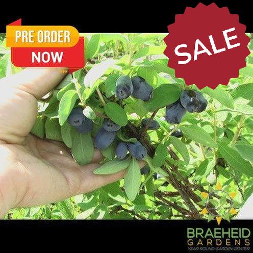 Buy Haskap Pollinating Bundle an in Grande Prairie Alberta - Braeheid Gardens Ltd.