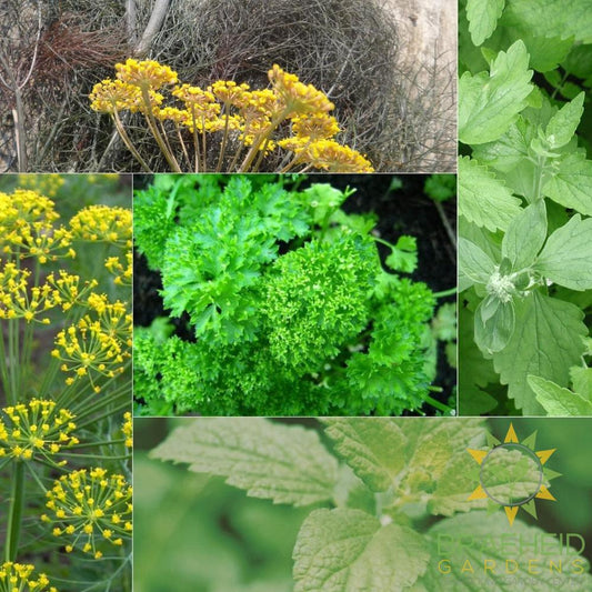 The Heavenly Herbs Collection