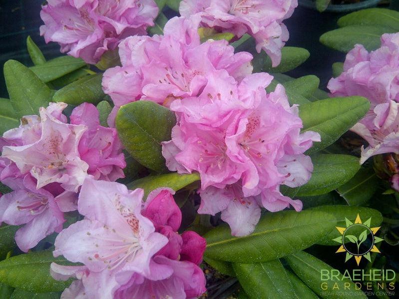 Hellikii Rhododendron