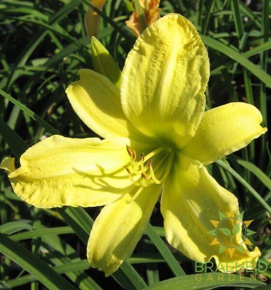Hyperion Daylily