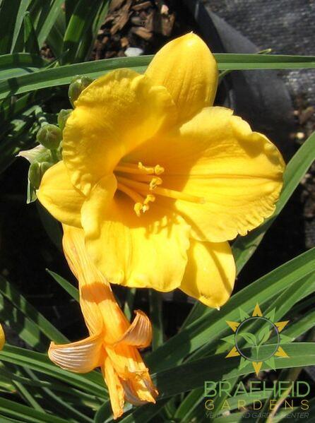 Stella de Oro Daylily
