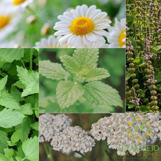 The Herbal Tea Collection