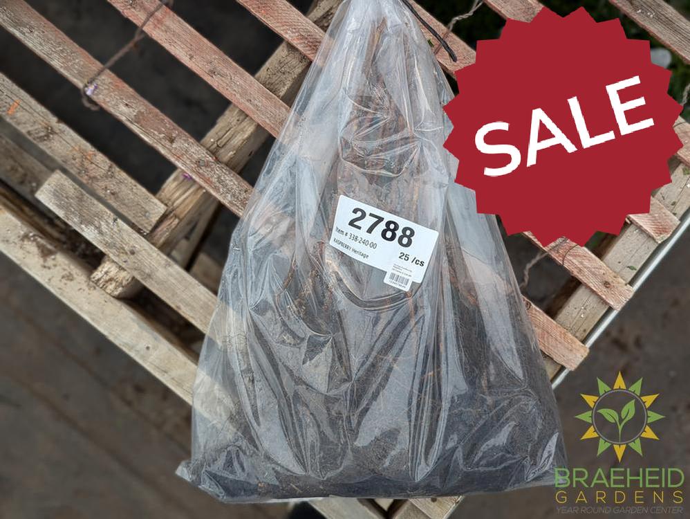 Buy Heritage Everbearing Raspberry an Edible Shrub in Grande Prairie Alberta - Braeheid Gardens Ltd.
