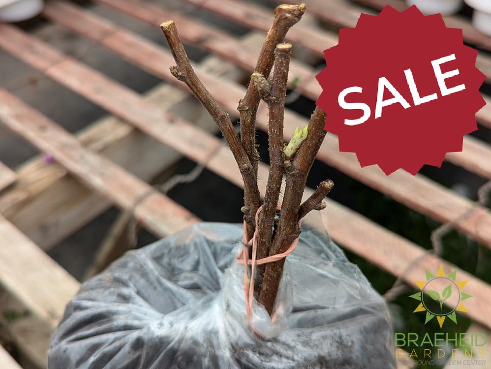 Buy Heritage Everbearing Raspberry an Edible Shrub in Grande Prairie Alberta - Braeheid Gardens Ltd.