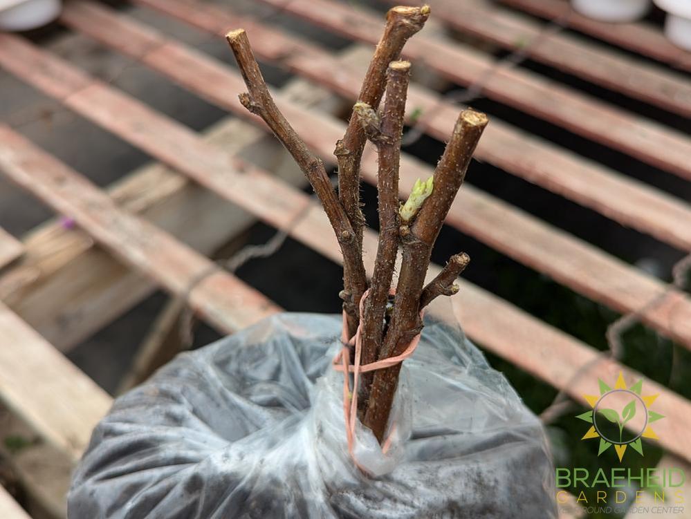 Buy Heritage Everbearing Raspberry an Edible Shrub in Grande Prairie Alberta - Braeheid Gardens Ltd.