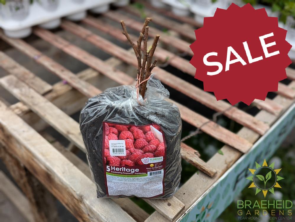 Buy Heritage Everbearing Raspberry an Edible Shrub in Grande Prairie Alberta - Braeheid Gardens Ltd.