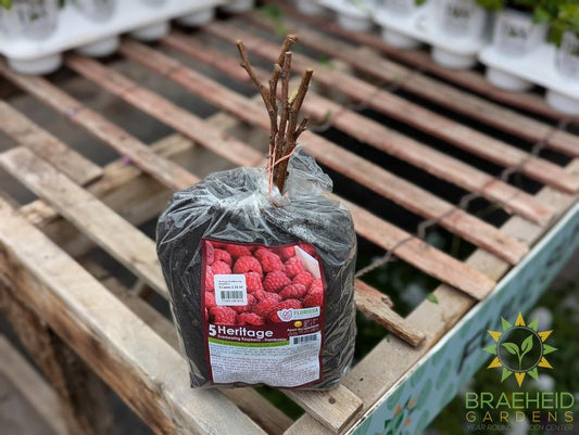 Buy Heritage Everbearing Raspberry an Edible Shrub in Grande Prairie Alberta - Braeheid Gardens Ltd.