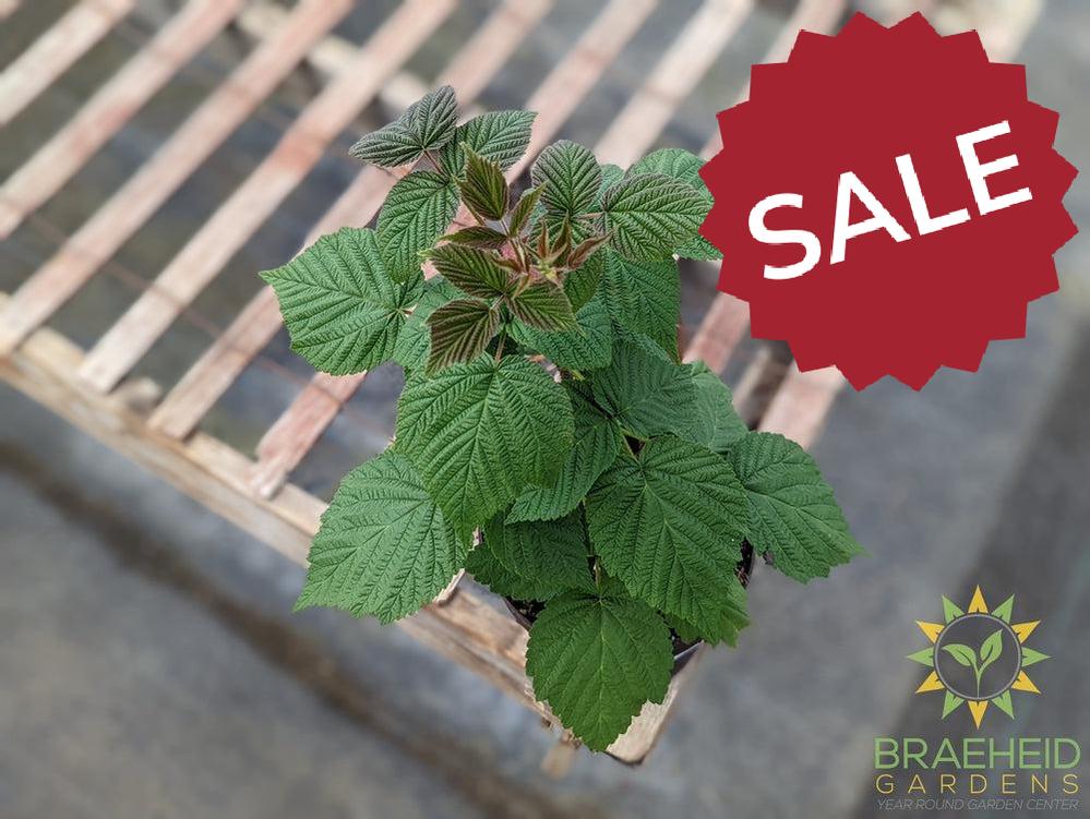 Buy Heritage Raspberry an Edible Shrub in Grande Prairie Alberta - Braeheid Gardens Ltd.