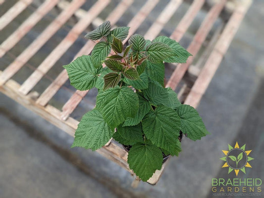 Buy Heritage Raspberry an Edible Shrub in Grande Prairie Alberta - Braeheid Gardens Ltd.
