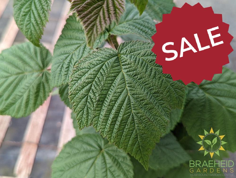 Buy Heritage Raspberry an Edible Shrub in Grande Prairie Alberta - Braeheid Gardens Ltd.