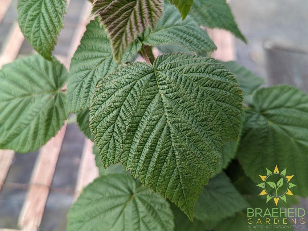 Buy Heritage Raspberry an Edible Shrub in Grande Prairie Alberta - Braeheid Gardens Ltd.