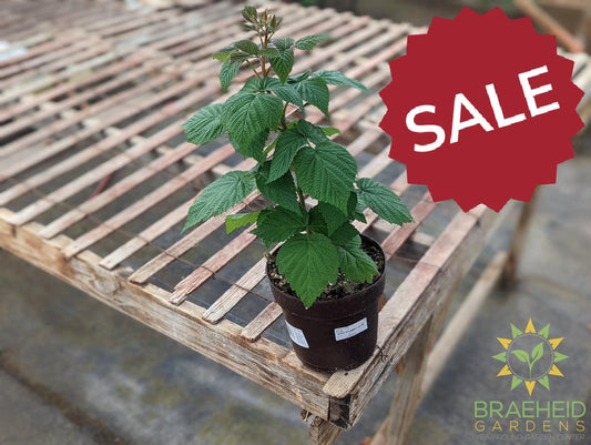 Buy Heritage Raspberry an Edible Shrub in Grande Prairie Alberta - Braeheid Gardens Ltd.