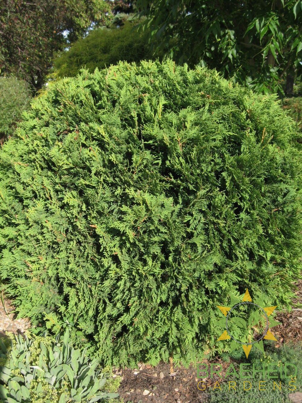 Hetz Midget Cedar