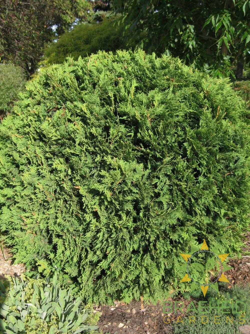Hetz Midget Cedar
