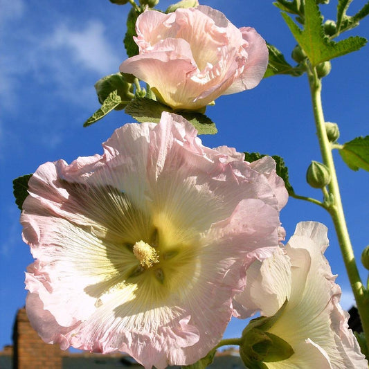 Hollyhock Mix