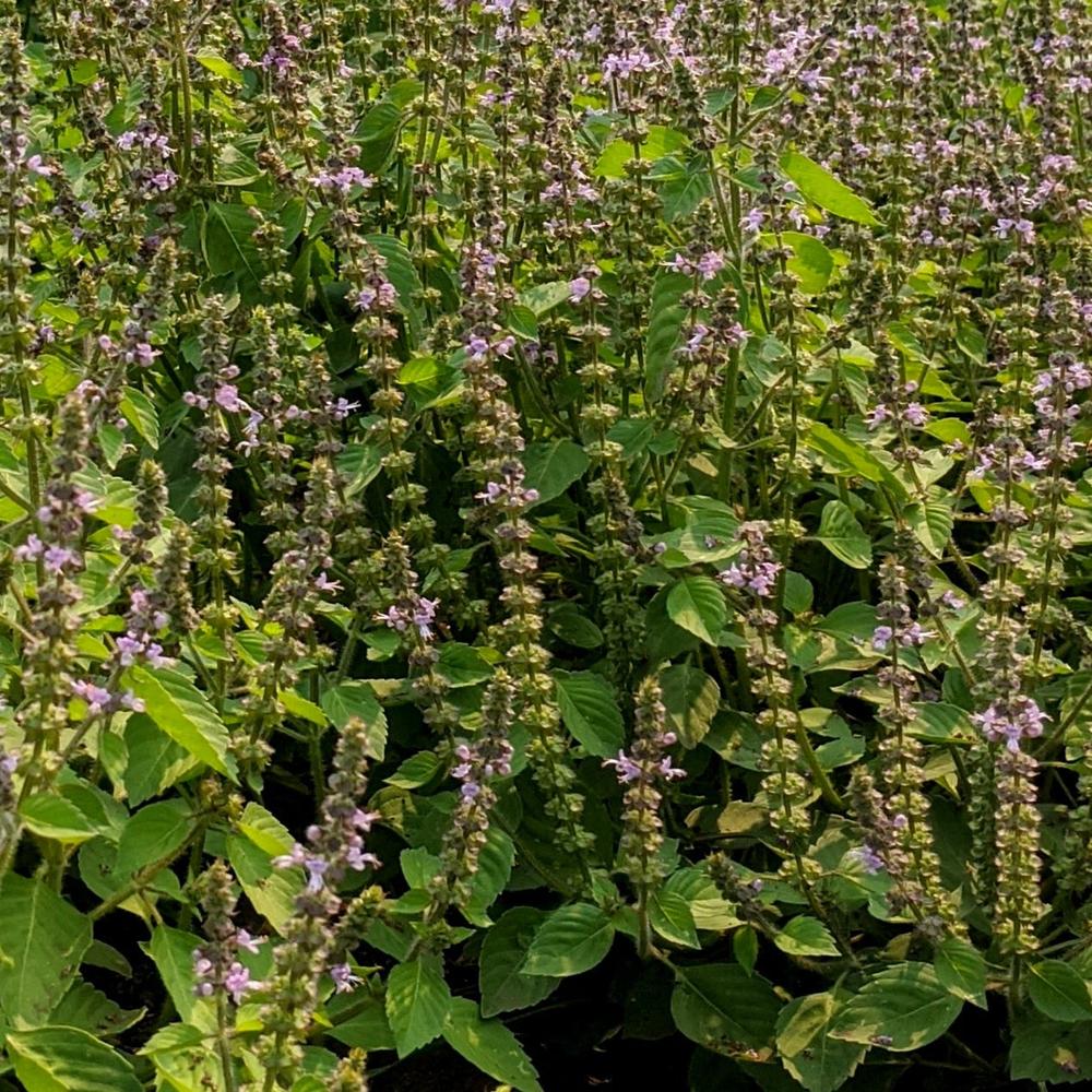 Holy Basil