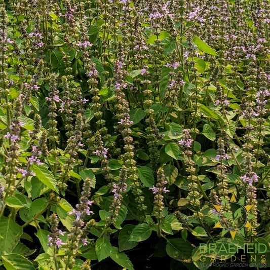 Holy Basil