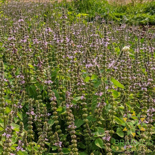 The Plant Medicine Collection