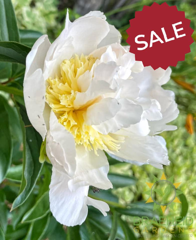 Honey Gold Peony - NO SHIP -