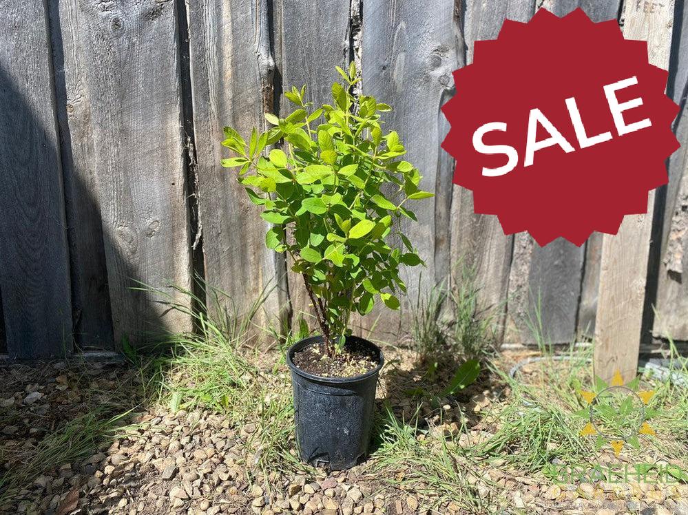 Buy HoneyBee Haskap Berry an Edible Shrub in Grande Prairie Alberta - Braeheid Gardens Ltd.