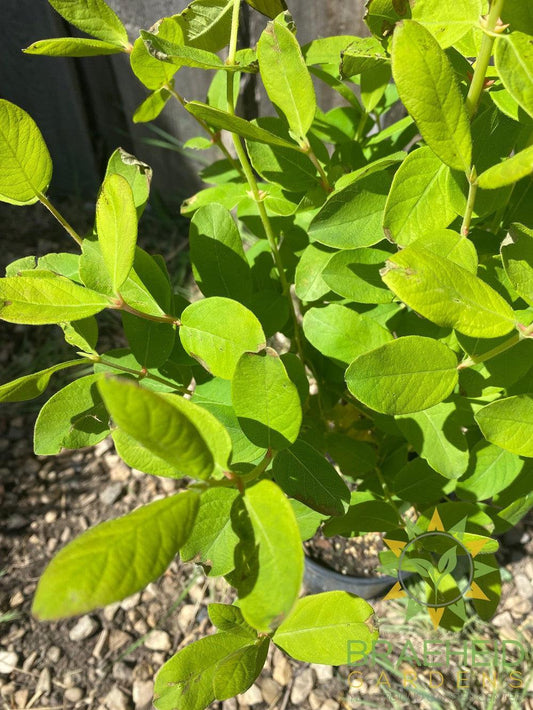 Buy HoneyBee Haskap Berry an Edible Shrub in Grande Prairie Alberta - Braeheid Gardens Ltd.