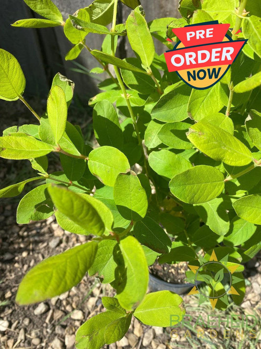 Buy HoneyBee Haskap Berry an Edible Shrub in Grande Prairie Alberta - Braeheid Gardens Ltd.