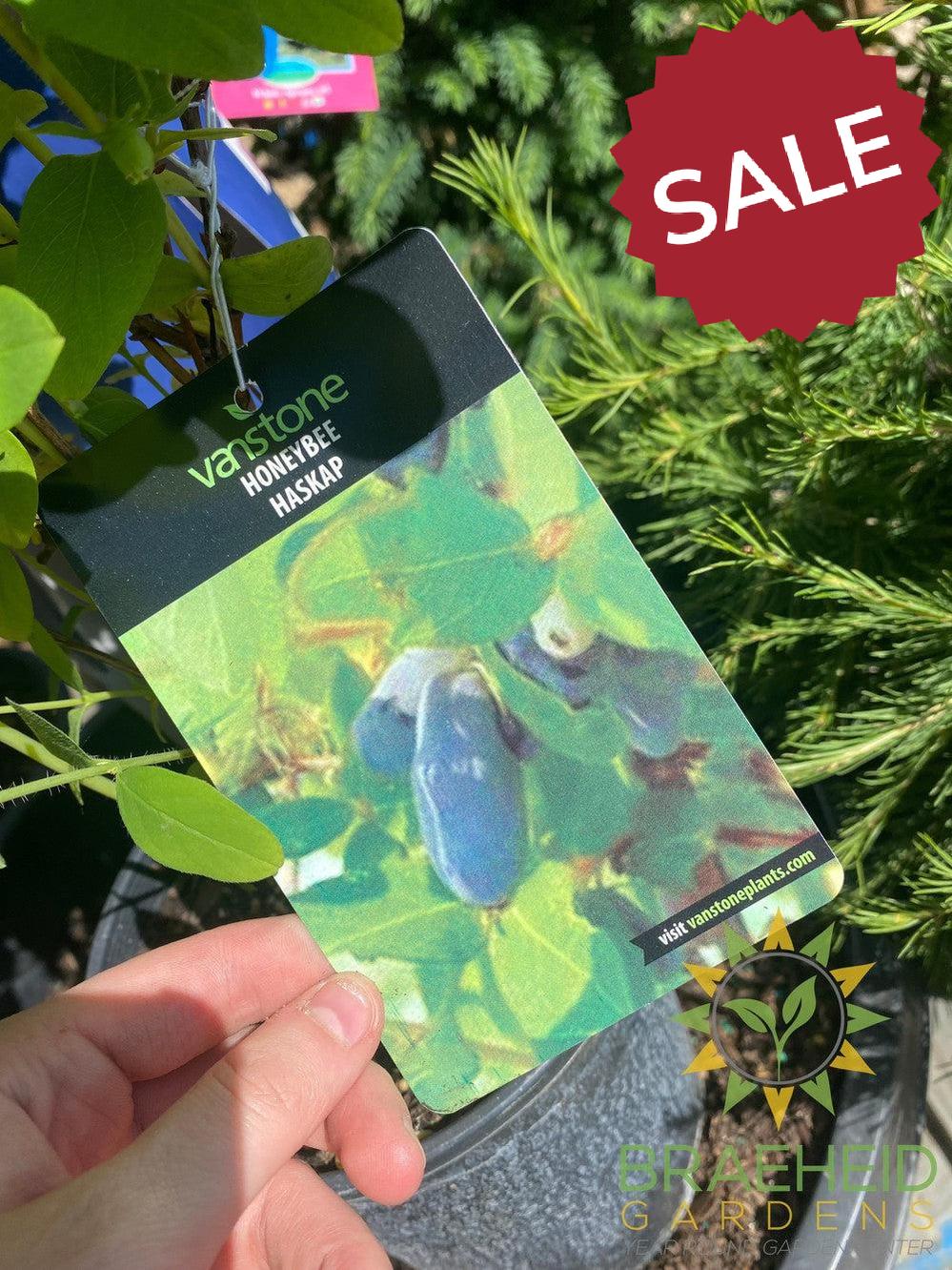 Buy HoneyBee Haskap Berry an Edible Shrub in Grande Prairie Alberta - Braeheid Gardens Ltd.