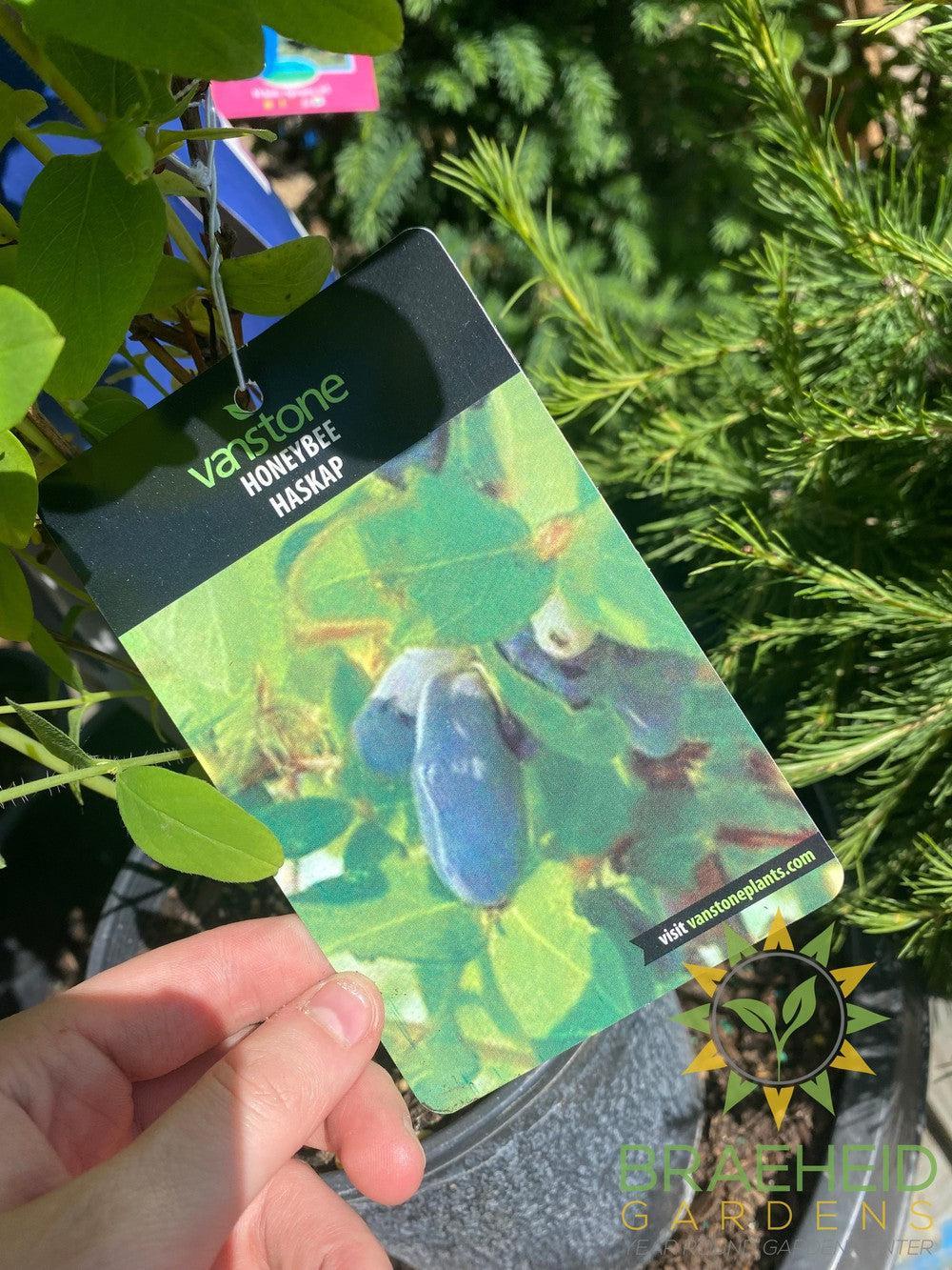 Buy HoneyBee Haskap Berry an Edible Shrub in Grande Prairie Alberta - Braeheid Gardens Ltd.