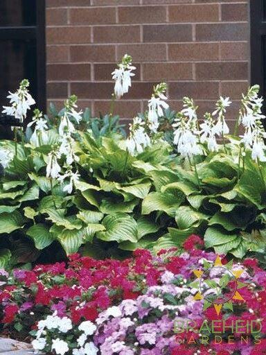 Royal Standard Hosta - NO SHIP