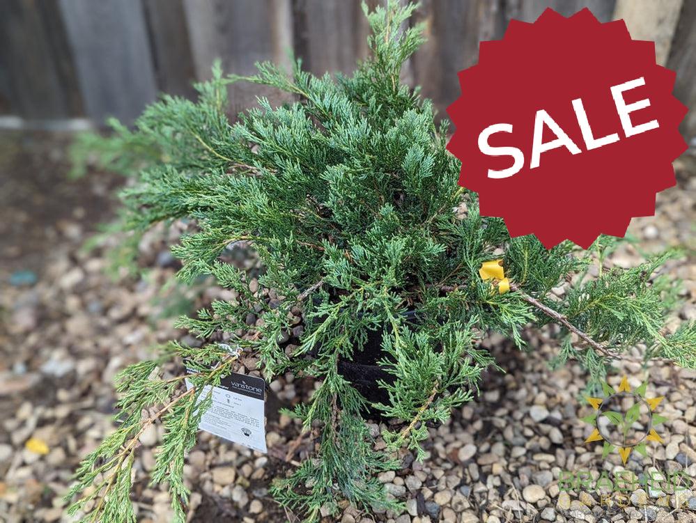 Hughes Juniper