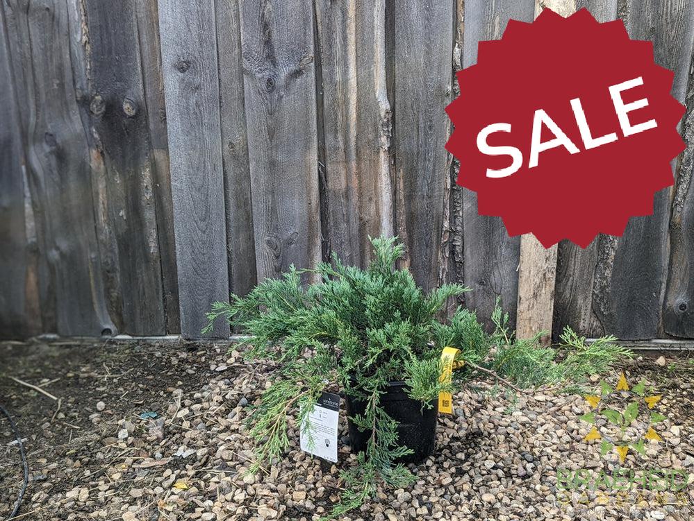 Hughes Juniper