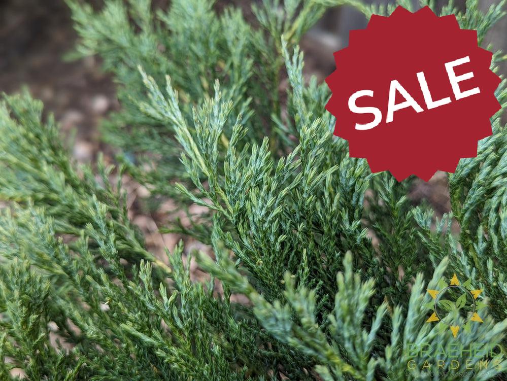 Hughes Juniper