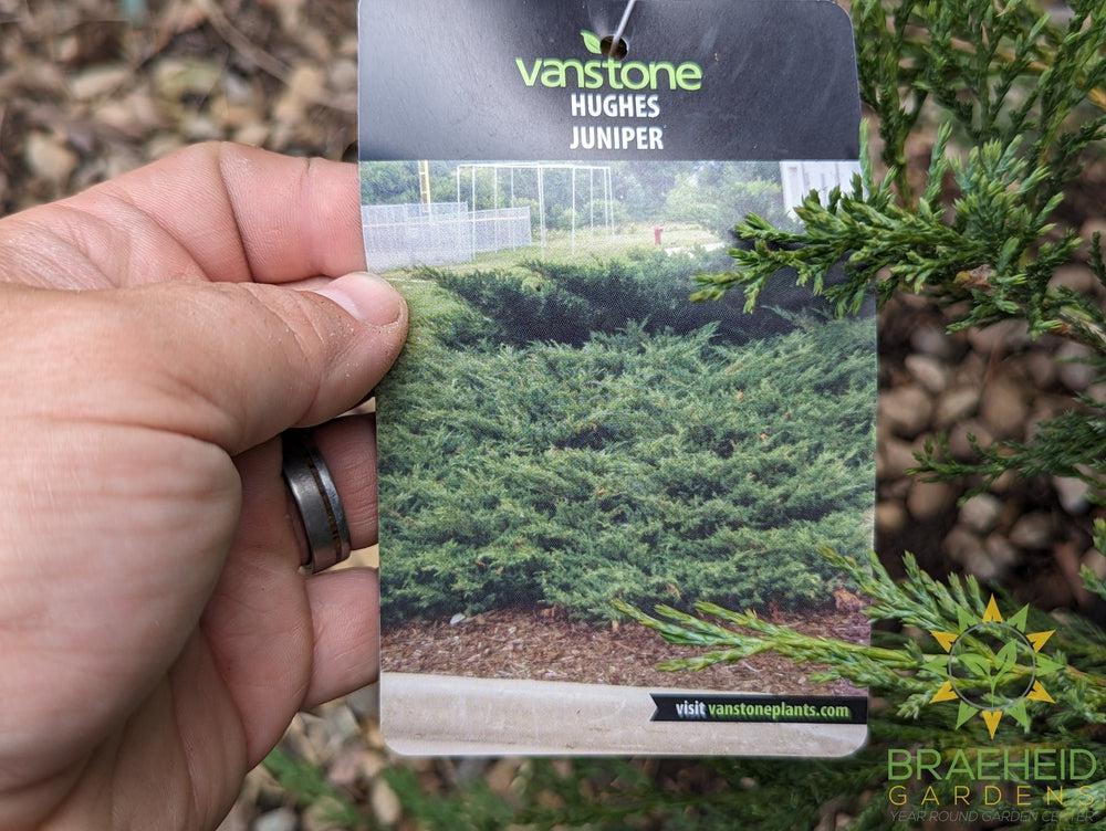 Hughes Juniper