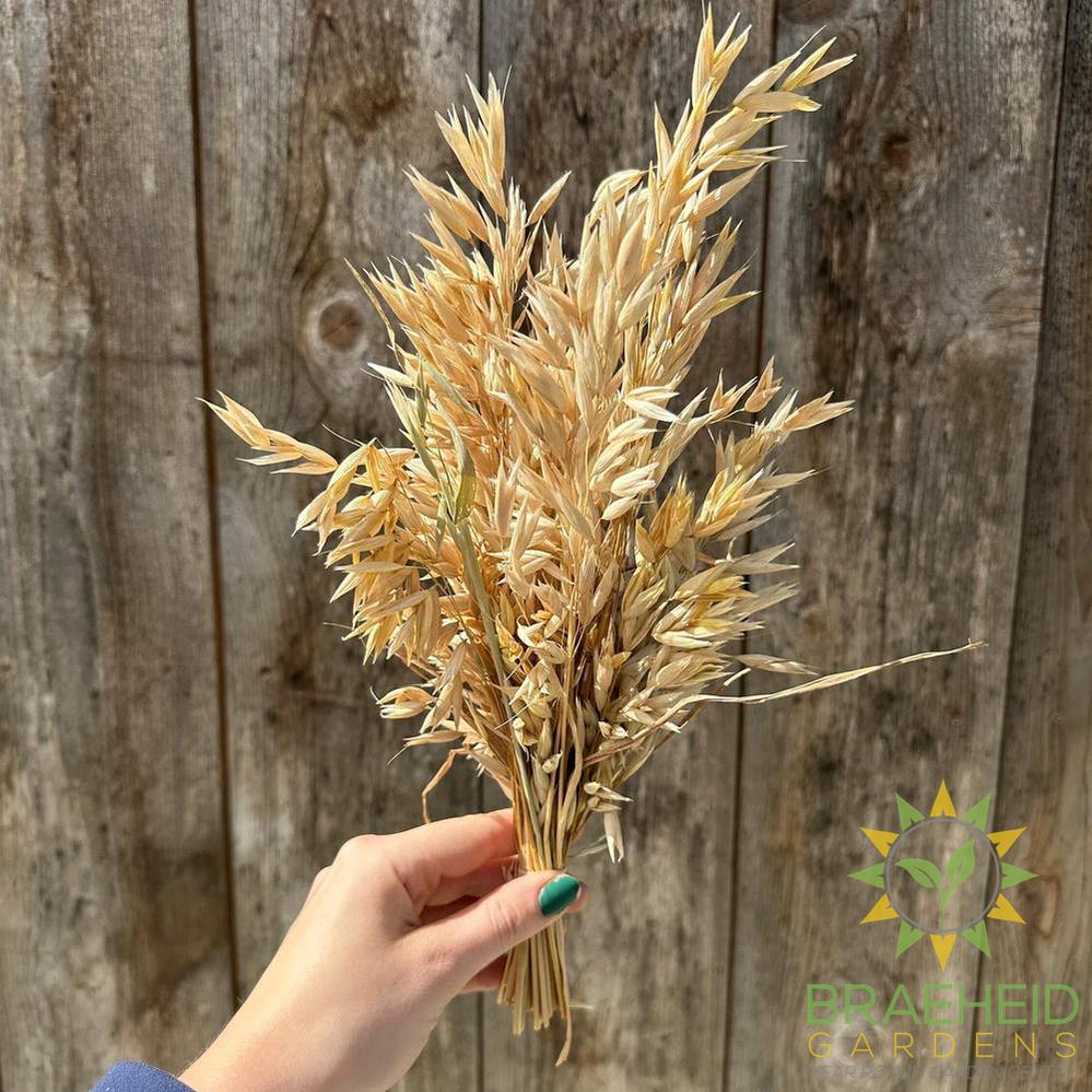 Hulless Oats Spray