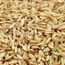 Terra Hulless Oats