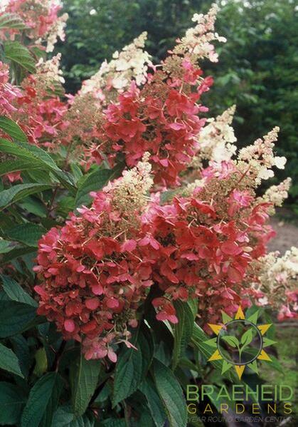 Pinky Winky® Hydrangea