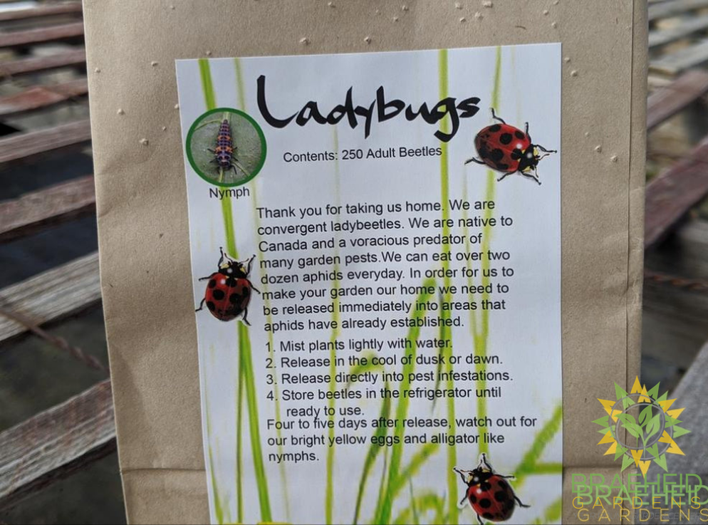 Ladybugs - SHIPPING NOT AVAILABLE